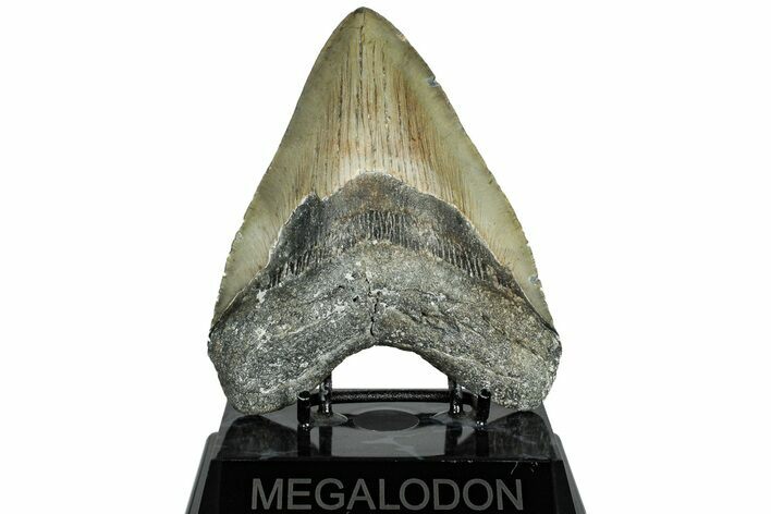 Serrated, Fossil Megalodon Tooth - Huge NC Meg #309477